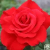 Heirloom Roses Legends™ Best