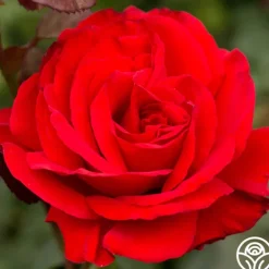 Heirloom Roses Legends™ Best