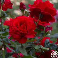 Heirloom Roses Legends™ Best
