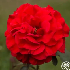 Heirloom Roses Legends™ Best