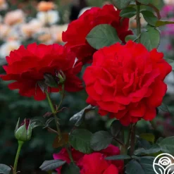 Heirloom Roses Legends™ Best