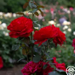 Heirloom Roses Legends™ Best