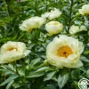 Heirloom Roses Lemon Chiffon Best