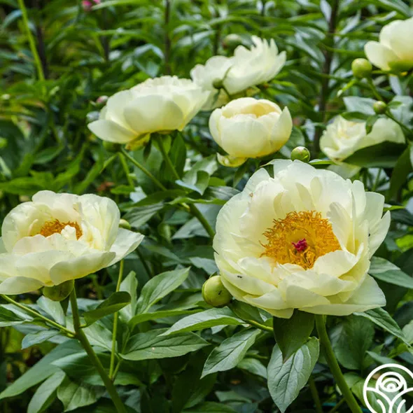 Heirloom Roses Lemon Chiffon Best