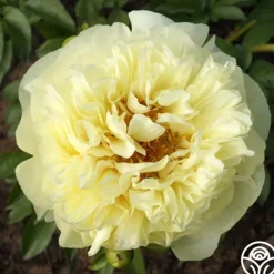 Heirloom Roses Lemon Chiffon Best