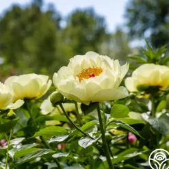 Heirloom Roses Lemon Chiffon Best