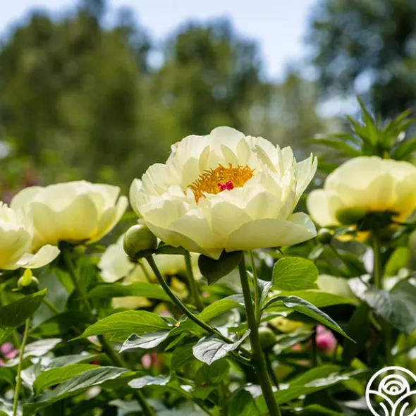 Heirloom Roses Lemon Chiffon Best