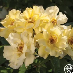 Heirloom Roses Lemon Drift® Online