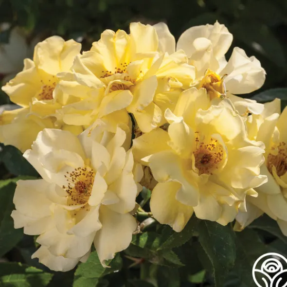 Heirloom Roses Lemon Drift® Online