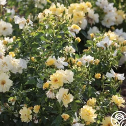 Heirloom Roses Lemon Drift® Online