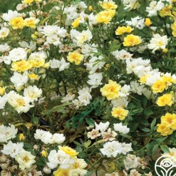 Heirloom Roses Lemon Drift® Online
