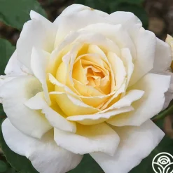 Heirloom Roses Lemon Spice Outlet