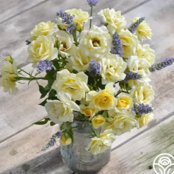 Heirloom Roses Lemon Spice Outlet