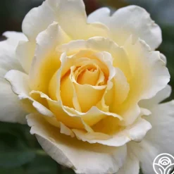 Heirloom Roses Lemon Spice Outlet