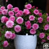 Heirloom Roses Leonardo Da Vinci® Clearance
