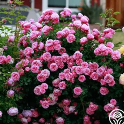 Heirloom Roses Leonardo Da Vinci® Clearance