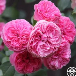 Heirloom Roses Leonardo Da Vinci® Clearance