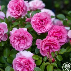Heirloom Roses Leonardo Da Vinci® Clearance