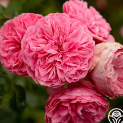 Heirloom Roses Leonardo Da Vinci® Clearance