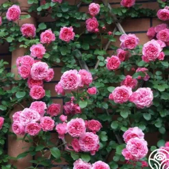 Heirloom Roses Leonardo Da Vinci® Clearance