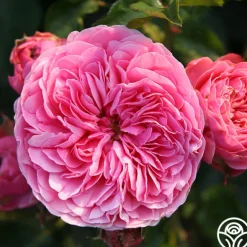 Heirloom Roses Leonardo Da Vinci® Clearance