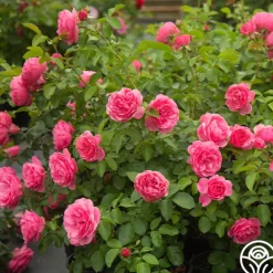 Heirloom Roses Leonardo Da Vinci® Clearance