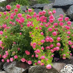 Heirloom Roses Leonardo Da Vinci® Clearance