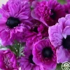 Heirloom Roses Levante Fucsia Clearance