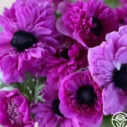 Heirloom Roses Levante Fucsia Clearance