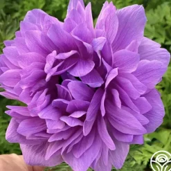 Heirloom Roses Levante Fucsia Clearance