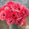 Heirloom Roses Levante Rosa Online