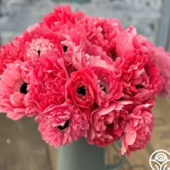 Heirloom Roses Levante Rosa Online