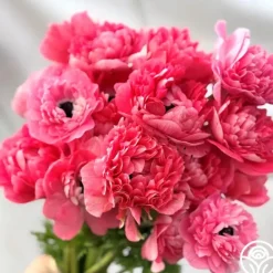 Heirloom Roses Levante Rosa Online