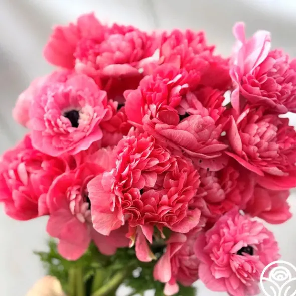 Heirloom Roses Levante Rosa Online