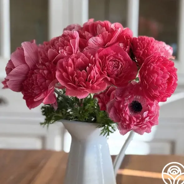 Heirloom Roses Levante Rosa Online