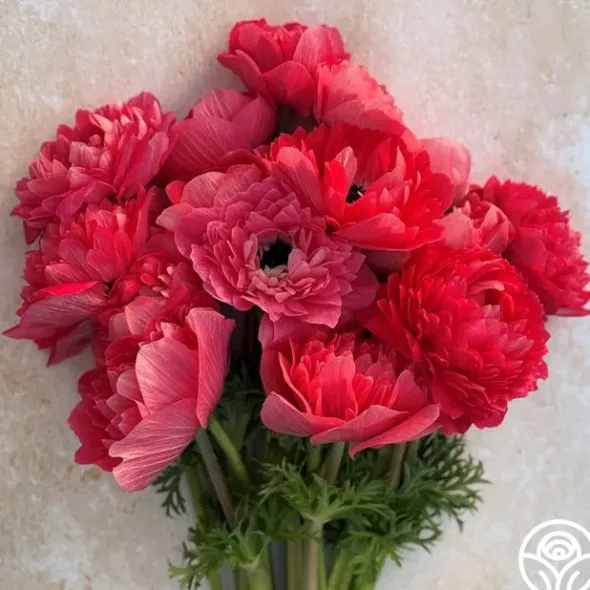 Heirloom Roses Levante Rosa Online