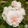 Heirloom Roses Lexy™ Discount