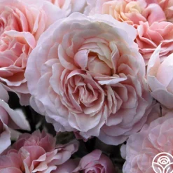 Heirloom Roses Lexy™ Discount