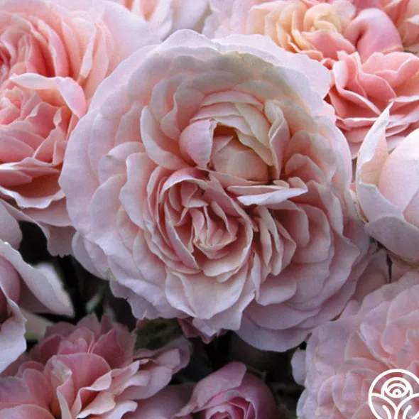 Heirloom Roses Lexy™ Discount