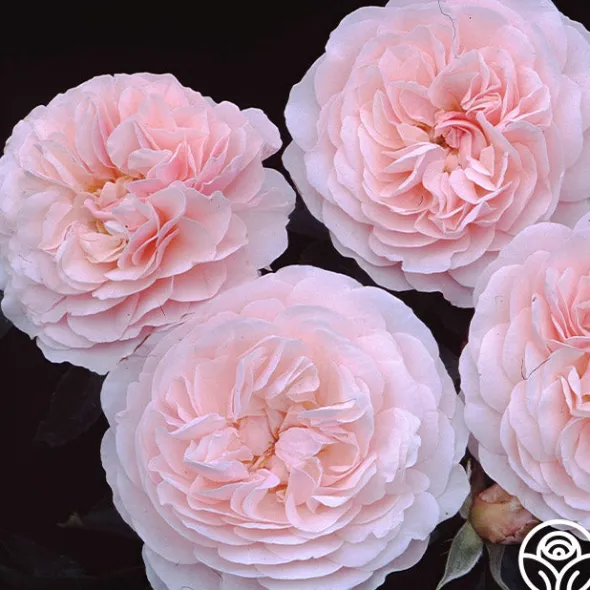 Heirloom Roses Lexy™ Discount