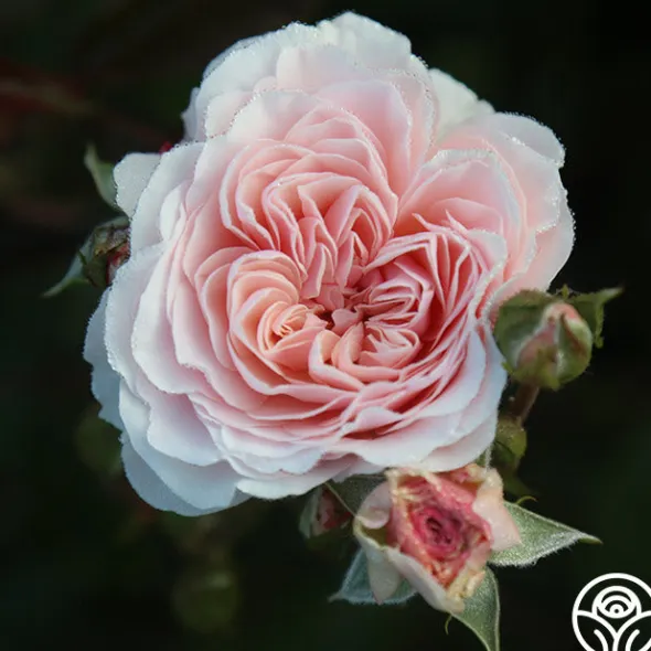 Heirloom Roses Lexy™ Discount