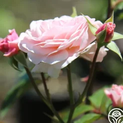 Heirloom Roses Lexy™ Discount