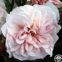 Heirloom Roses Lexy™ Discount
