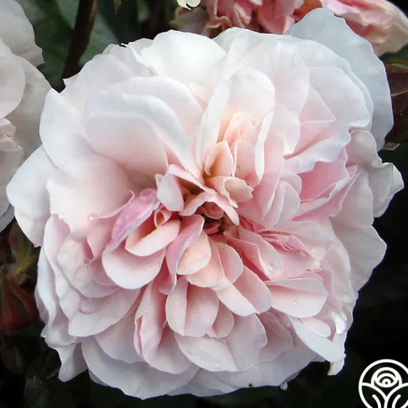 Heirloom Roses Lexy™ Discount