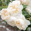 Heirloom Roses Lichfield Angel Discount