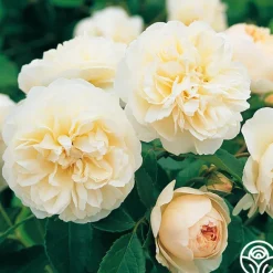 Heirloom Roses Lichfield Angel Discount