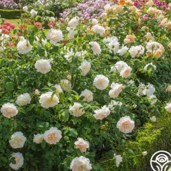 Heirloom Roses Lichfield Angel Discount