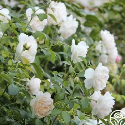 Heirloom Roses Lichfield Angel Discount