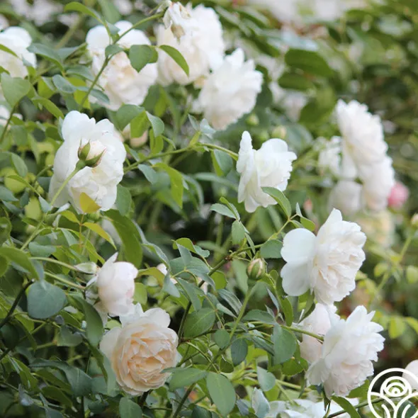 Heirloom Roses Lichfield Angel Discount