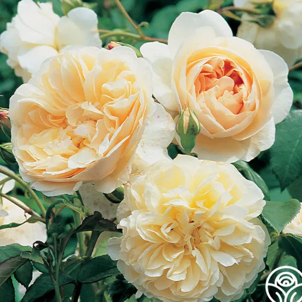 Heirloom Roses Lichfield Angel Discount